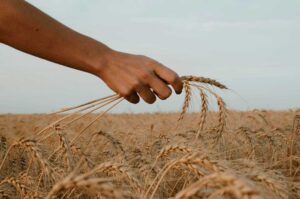 Klimaforandringer kan sende hvedeprisen kraftigt i vejret